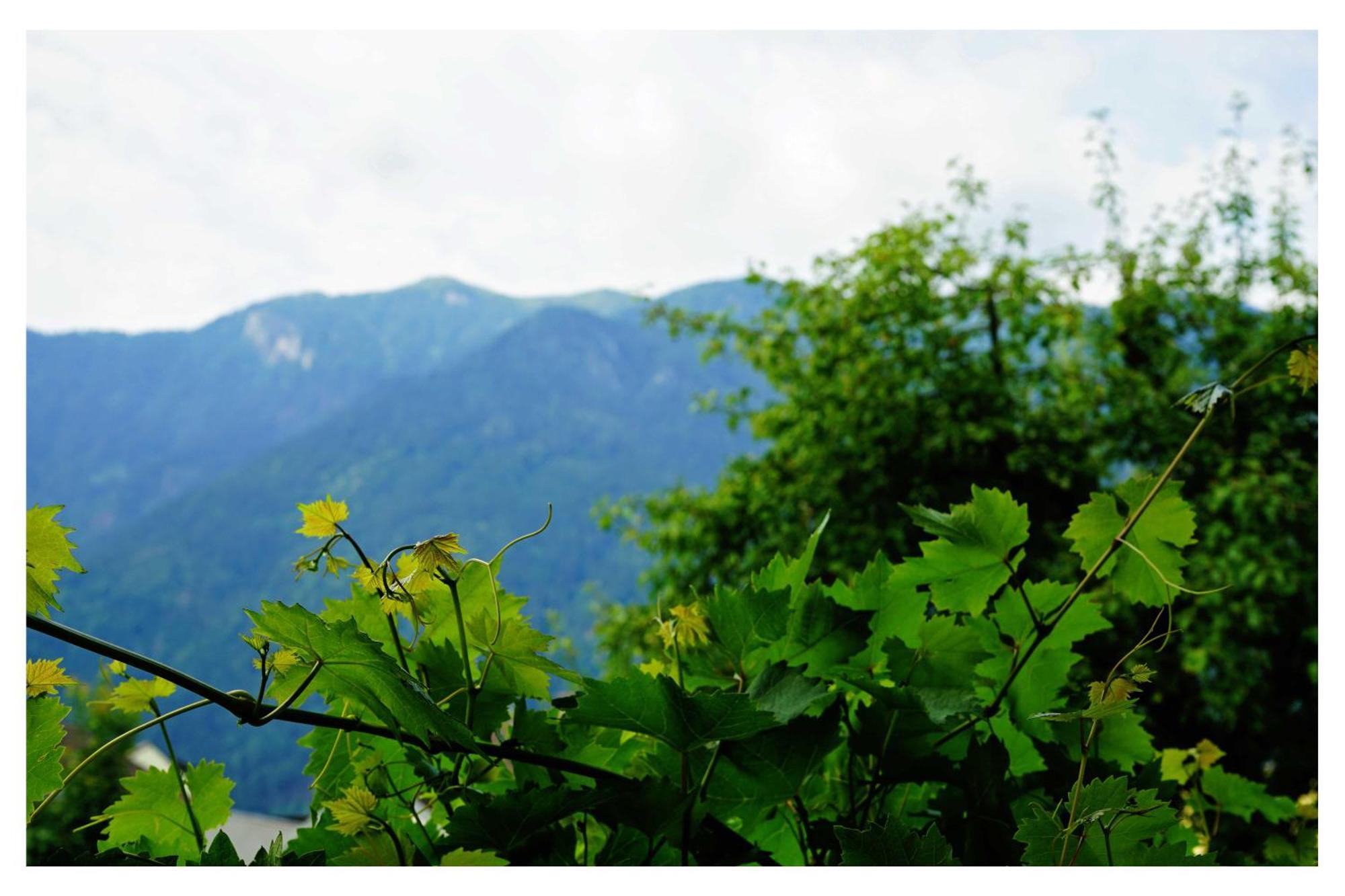 Ingrid'S Guesthouse Spittal ชปิททาลอันแดร์เดรา ภายนอก รูปภาพ